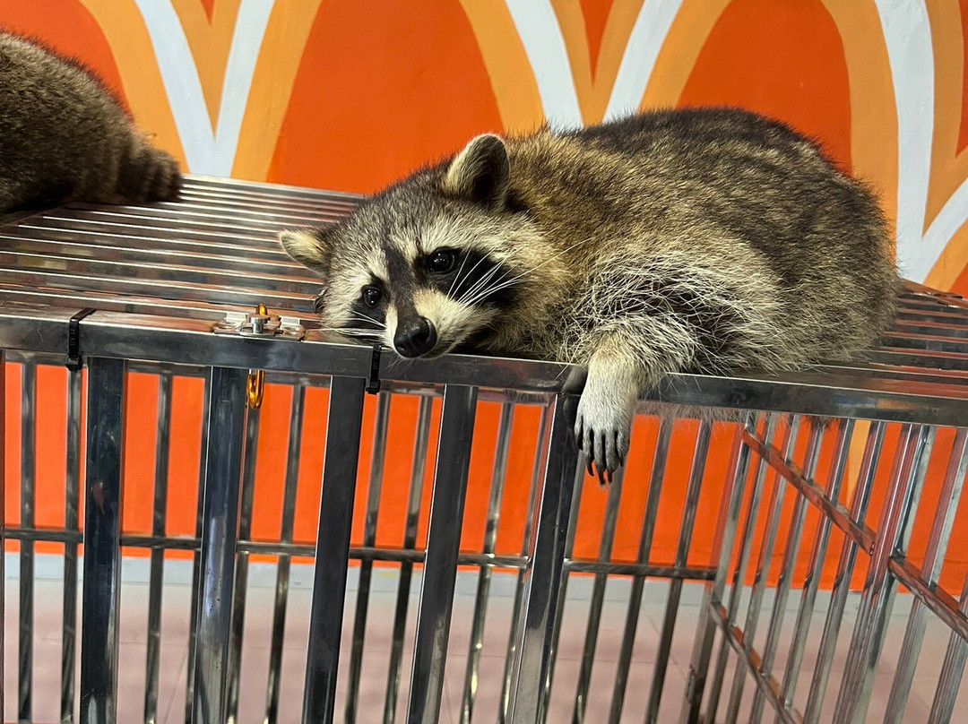 Desaru Fruit Farm-哥打丁宜必去景点