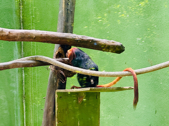 Akumal Monkey Sanctuary & Rescued Animals-艾库玛尔必去景点