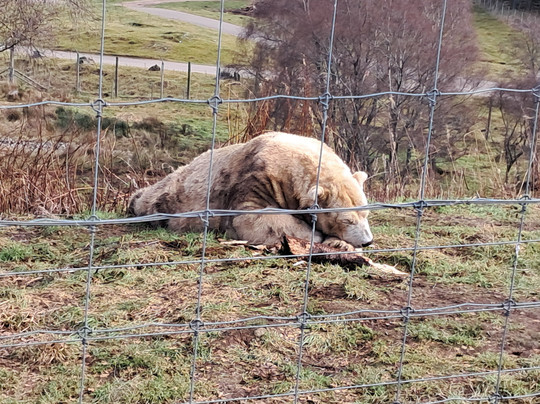 Highland Wildlife Park-Kincraig必去景点