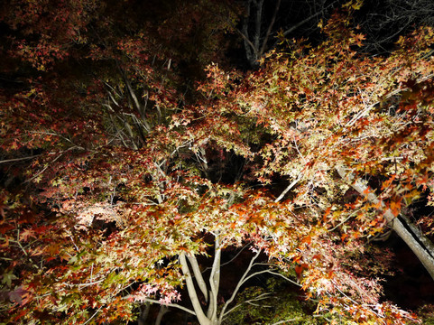 Kamado Shrine-太宰府市必去景点