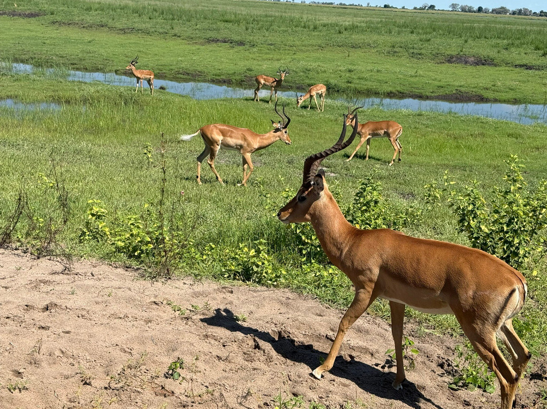 Bushtracks Africa Day Tours-李文斯顿必去景点
