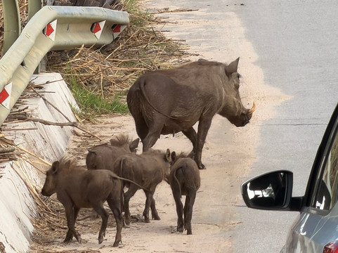 Hylton Langley Safaris-霍德斯普鲁特必去景点