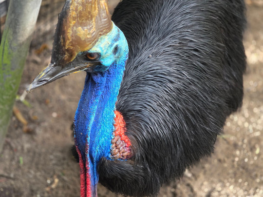 Tablelands Tours-凯恩斯必去景点