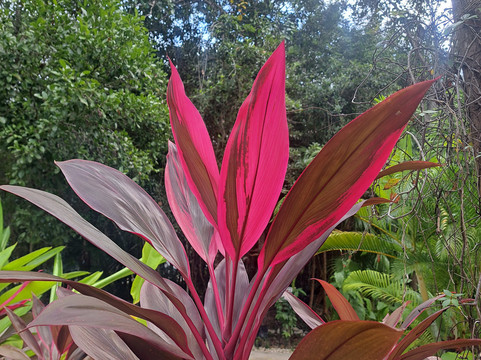 Cenote Sol y Luna.-从莫雷洛斯港必去景点