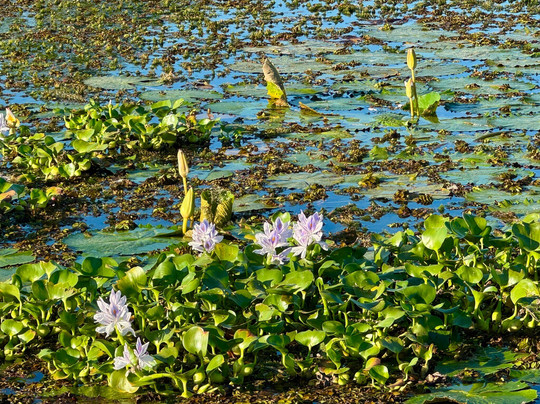 Aloka Sanna Travel Agency-Aluthgama必去景点