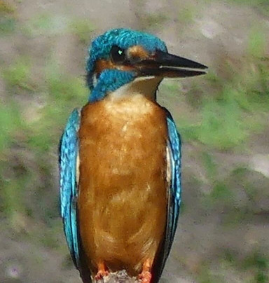 Aloka Sanna Travel Agency-Aluthgama必去景点