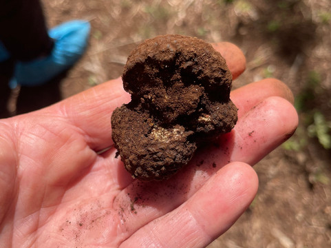 The Truffle Farm Tasmania-德洛兰恩必去景点