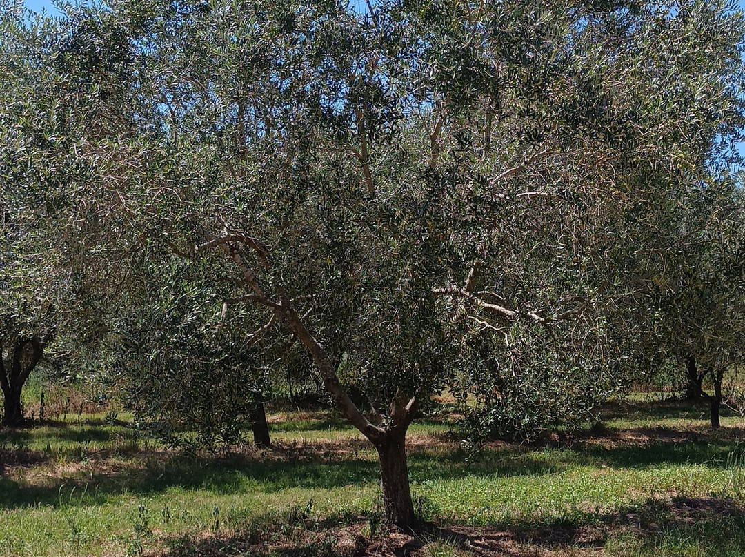 Olivo Pampa-Santana do Livramento必去景点