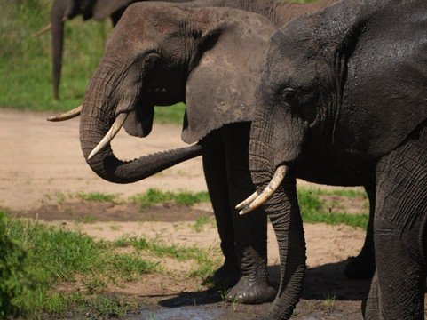 Kibuyu African Safaris-阿鲁沙必去景点