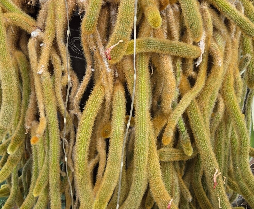Buffalo and Erie County Botanical Gardens-水牛城必去景点