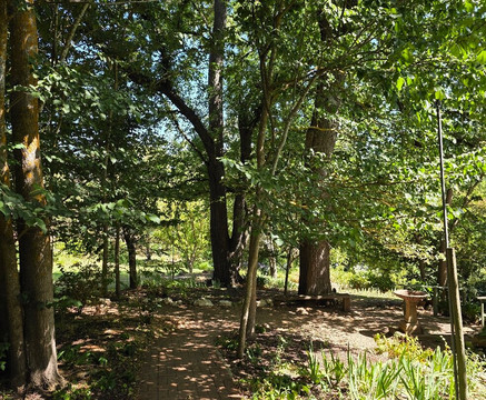 Heysen The Cedars-汉道夫德国村必去景点