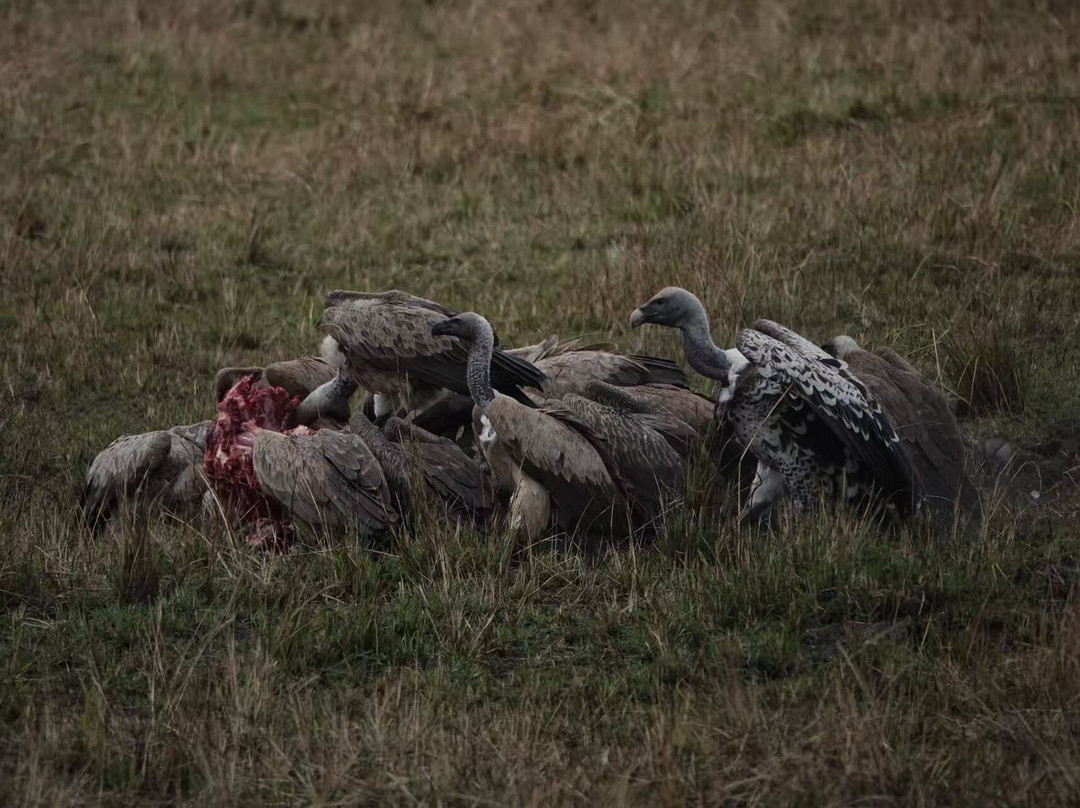 Sino Africa Safari-内罗毕必去景点