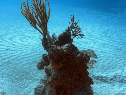 Blue Water Divers-Cockburn Town必去景点