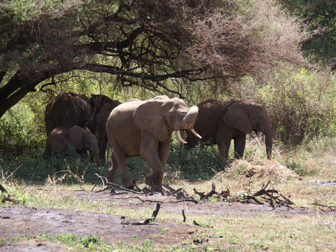Hors Pistes Voyages-阿鲁沙必去景点