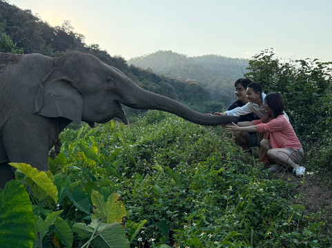 Lanna Kingdom Elephant Sanctuary-清迈必去景点