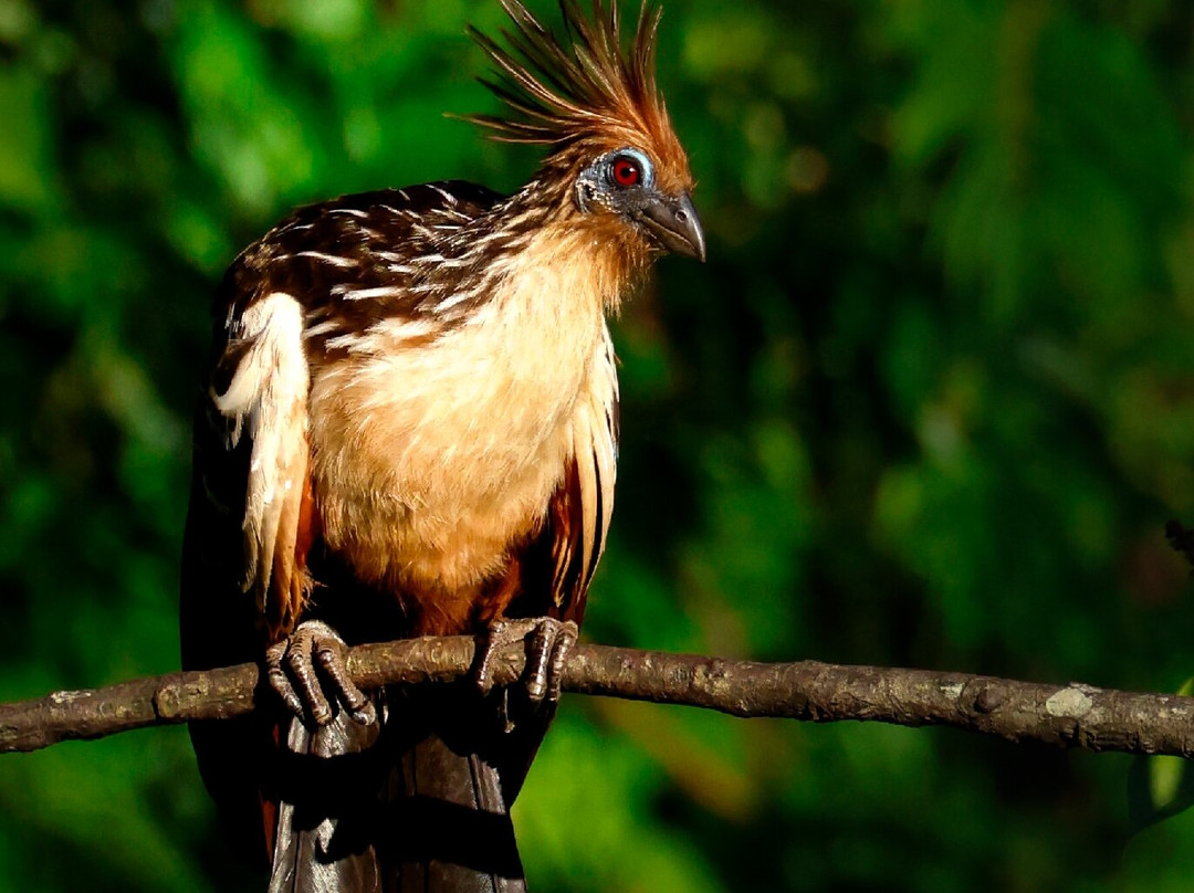 Manu Tour Operator  Expediciones Vilca-Manu必去景点