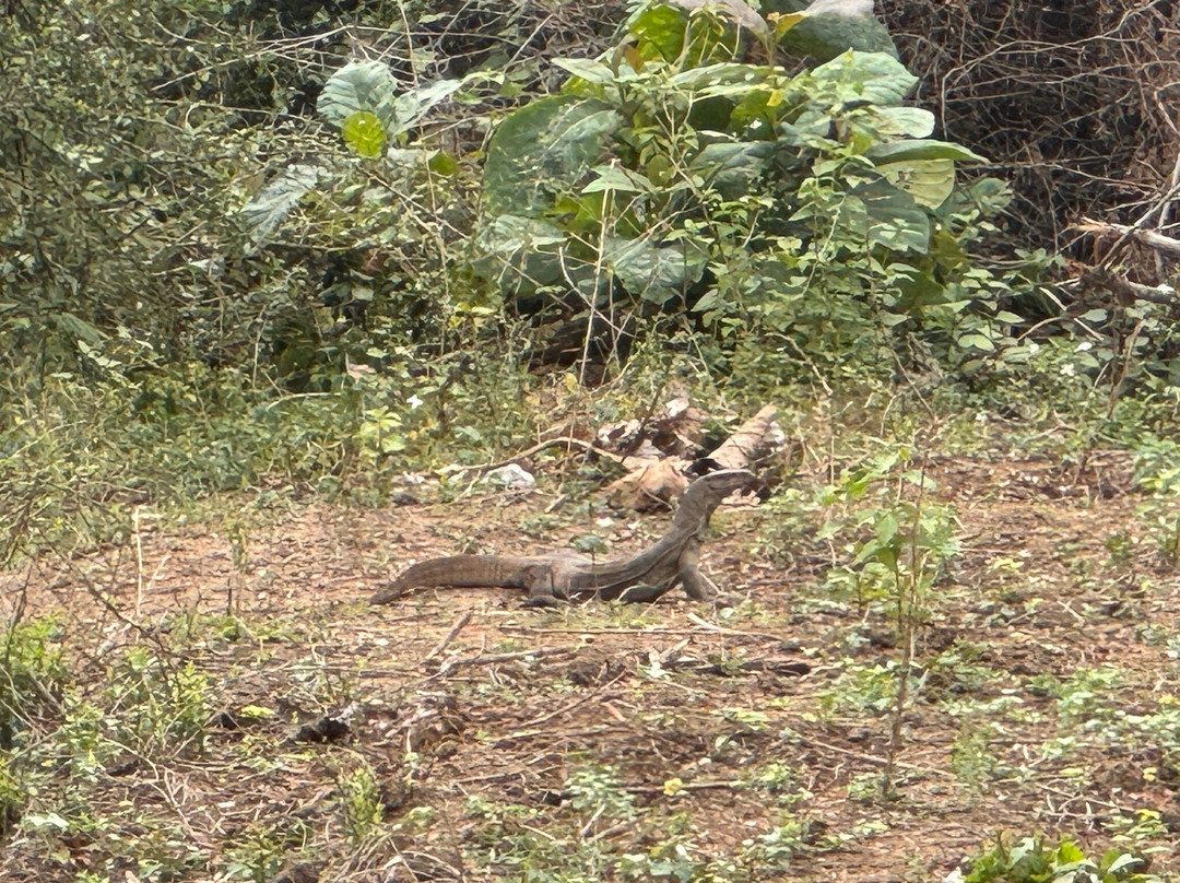 Niluka Safari-乌达瓦拉瓦必去景点