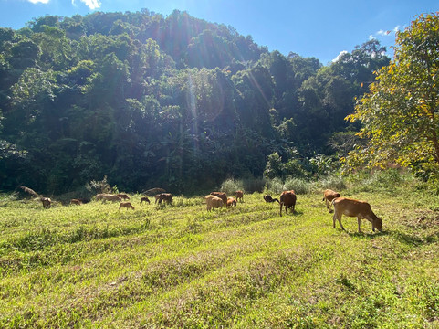 Into the Wild Laos-琅南塔必去景点