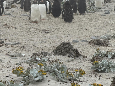Falkland Islands Tourist Board-Stanley必去景点