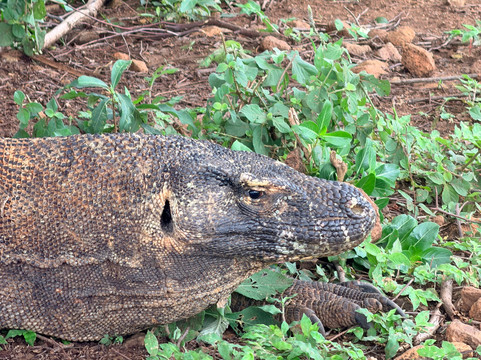 Visit Bajo-Labuan Bajo必去景点
