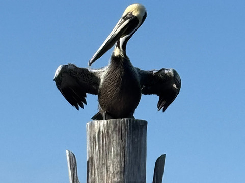 Top Shelf Charters presents Keylypso-西棕榈滩必去景点