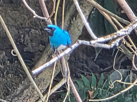 Impressive Suriname Travel & Services-帕拉马里博必去景点