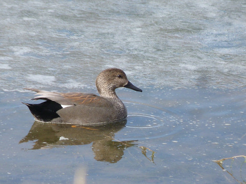 Mojave Narrows Regional Park Camping-维克多维尔必去景点