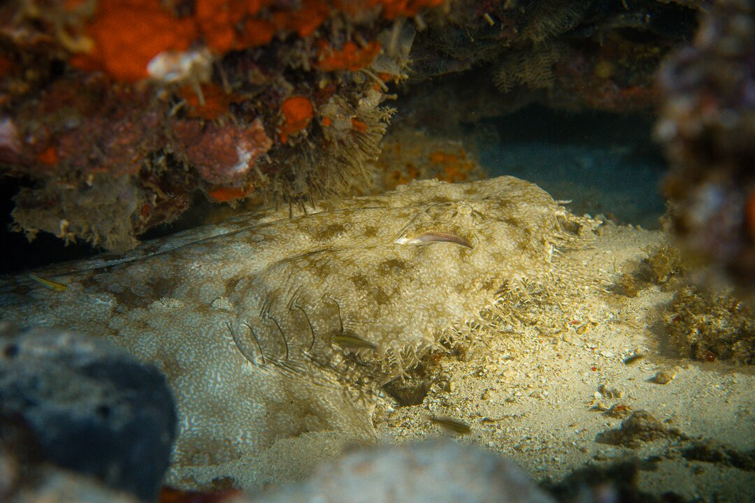 Situju Tuju Cruises-Labuan Bajo必去景点