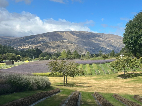 瓦纳卡薰衣草农场-瓦纳卡必去景点