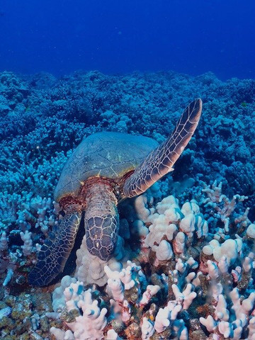 Maui Diamond Sea Sports-玛阿拉也亚必去景点