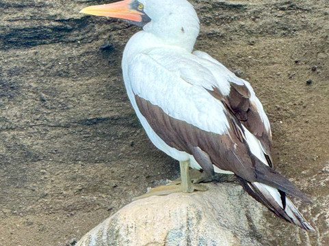 Galapagos Best Option-阿约拉港必去景点