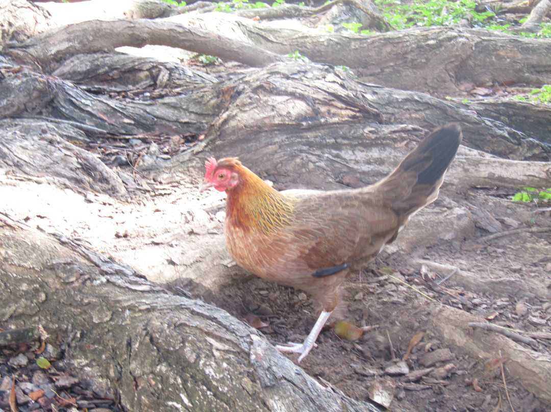 Plaza de la Catedral-圣胡安必去景点