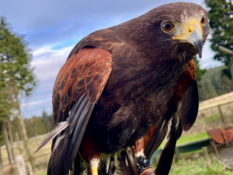 Falconry Days-赫克瑟姆必去景点