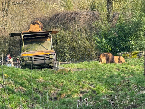 Zooparc Overloon-Overloon必去景点