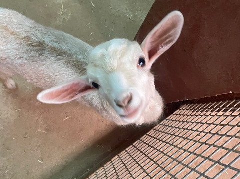 The Animal Academy-Antigua必去景点