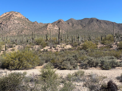 Saguaro National Park-图森必去景点