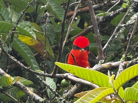 Sierra Negra-伊莎贝拉岛必去景点