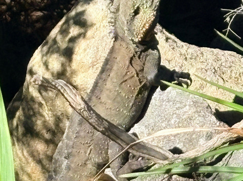 澳大利亚国家植物园-堪培拉必去景点