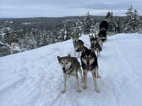 Taigausko Husky Experience-伊纳里必去景点