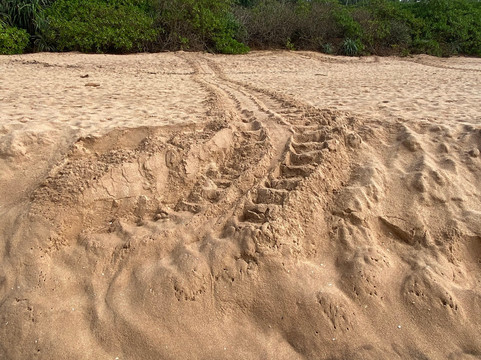 Turtle Conservation Project Turtle Watch-Rekawa必去景点