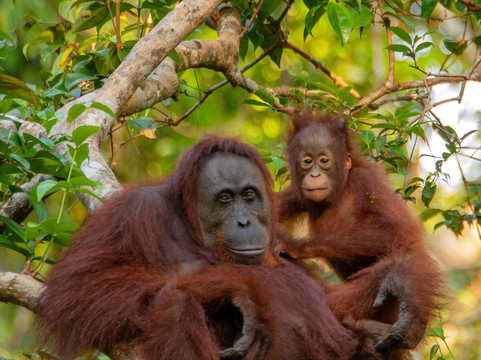 Sumatra Orangutan Tours-武吉拉旺必去景点