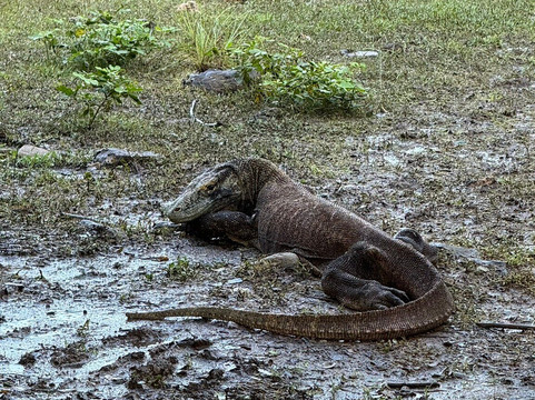 Captain Komodo-Labuan Bajo必去景点