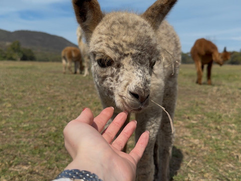 Softfoot Farm & Wildlife Park-Hindmarsh Valley必去景点