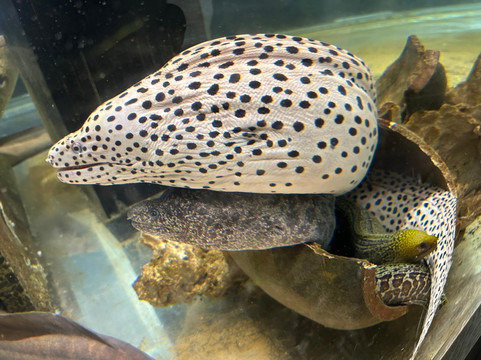 Amami Marine Exhibition Hall-奄美市必去景点