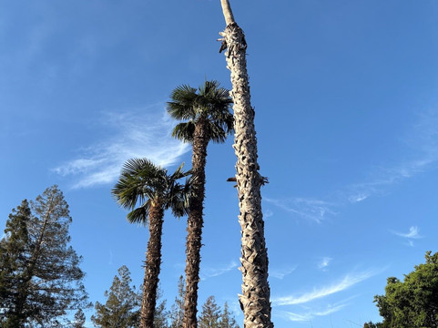 帕洛阿尔托戴斯酒店主图