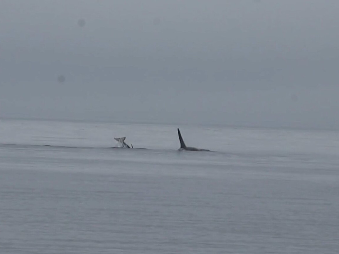 Mackay Whale Watching-Port McNeill必去景点