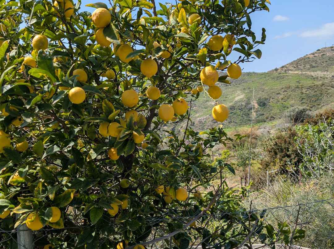 ADONIS Botanic Garden-Akoursos必去景点