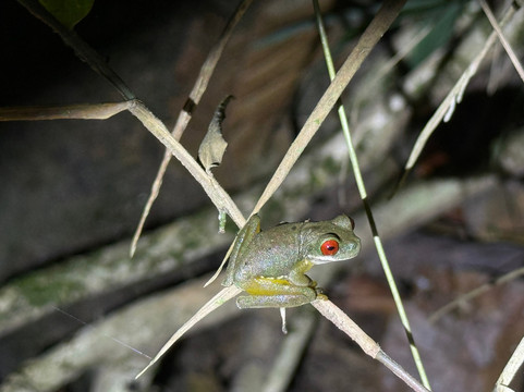 Monteverde Nature Tracks-蒙特沃德必去景点