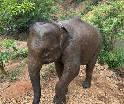 Airavata Elephant Foundation-邦隆必去景点