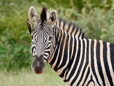 African Safari Group-开普敦必去景点